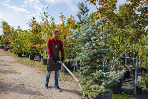 Best Large Tree Removal  in Danville, PA